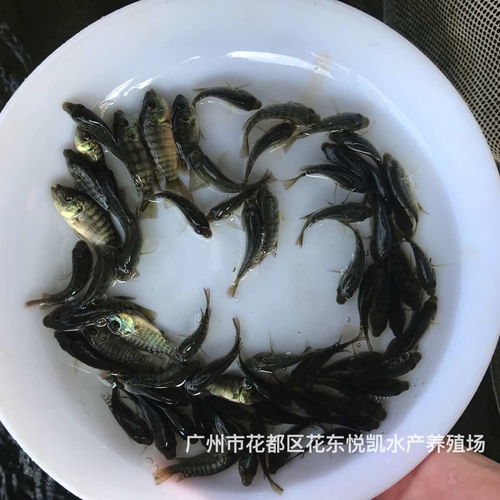 湖南益阳单性罗非鱼苗批发湖南岳阳罗非鱼苗出售 2022年03月31日 罗非鱼苗价格信息 水产养殖网